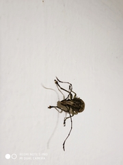 Phloeobius