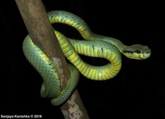 Ceylon Pit Viper photo 4