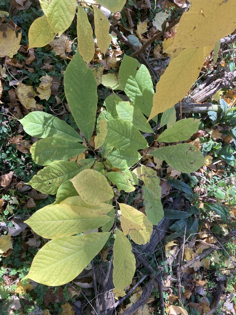 common pawpaw from Burcham Dr, East Lansing, MI, US on November 08 ...