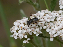 Eristalis rupium