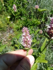 Agastache urticifolia
