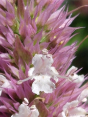 Agastache urticifolia
