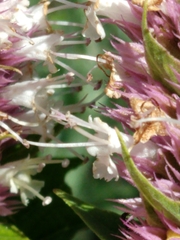 Agastache urticifolia