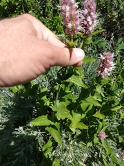 Agastache urticifolia