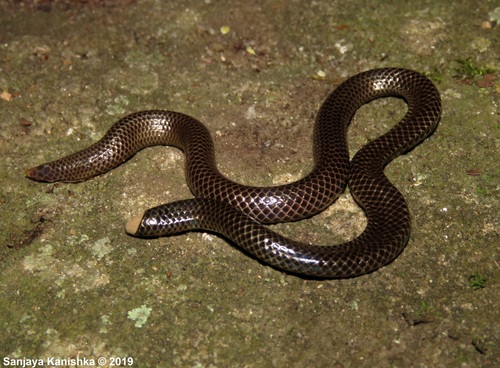 Photo of a Peters' Philippine Earth Snake (Rhinophis philippinus)