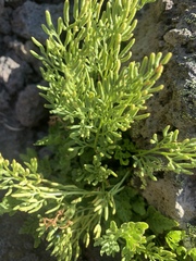 Cryptogramma cascadensis