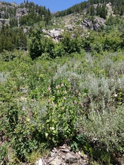 Agastache urticifolia