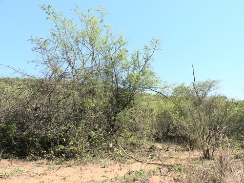 Image of Holarrhena pubescens by (c) Noeleen du Toit, some rights reserved (CC BY-SA)