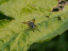 Temnostoma excentrica