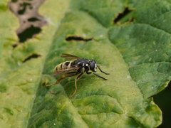 Temnostoma excentrica