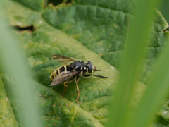 Temnostoma excentrica