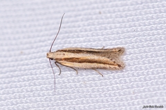 Mirificarma interrupta