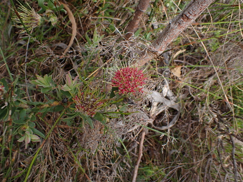 Image of Leucospermum heterophyllum by (c) Eugene Hahndiek, some rights reserved (CC BY-SA)