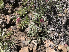 Antennaria rosea rosea