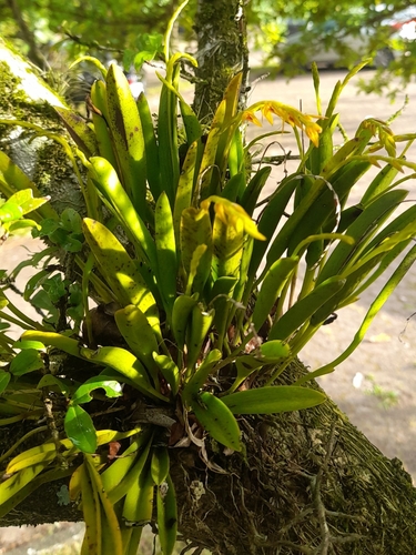 Acianthera glumacea, photograph 2