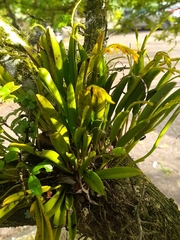 Acianthera glumacea, photograph Giovanni Ribeiro Salvador, CC BY, iNaturalist via GBIF