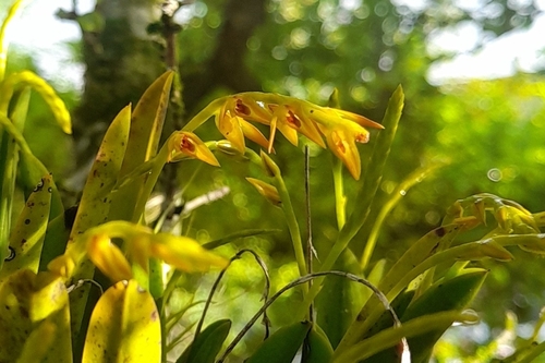 Acianthera glumacea, photograph 3