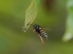 Vespula intermedia