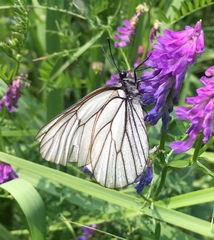 Aporia crataegi