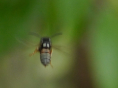 Vespula intermedia