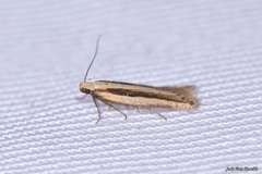 Mirificarma interrupta