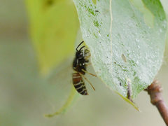 Vespula intermedia