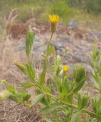 Heterotheca oregona