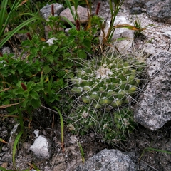 Mammillaria compressa compressa