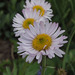 Subalpine Fleabane - Photo (c) Susan, some rights reserved (CC BY-NC), uploaded by Susan