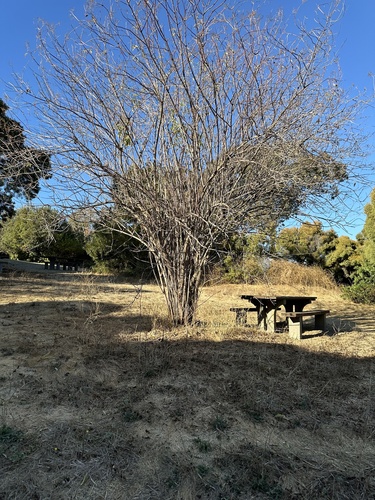 Mexican Elder winter