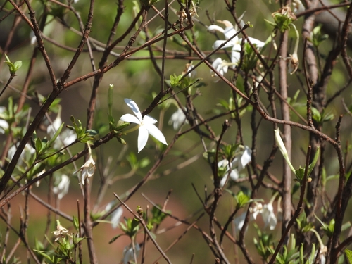 Image of Heinsia crinita by (c) Noeleen du Toit, some rights reserved (CC BY-SA)