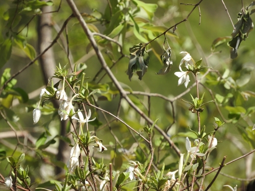 Image of Heinsia crinita by (c) Noeleen du Toit, some rights reserved (CC BY-SA)