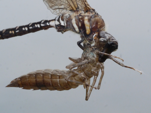 Sedge Darner photo 6