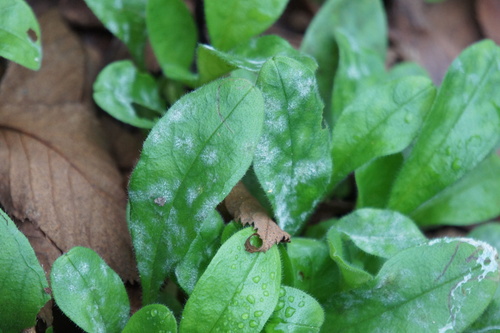 Golovinomyces asperifolii