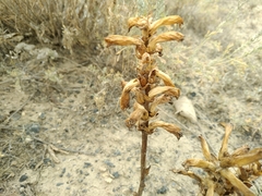 Orobanche cernua
