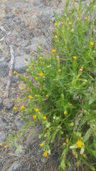 Heterotheca oregona