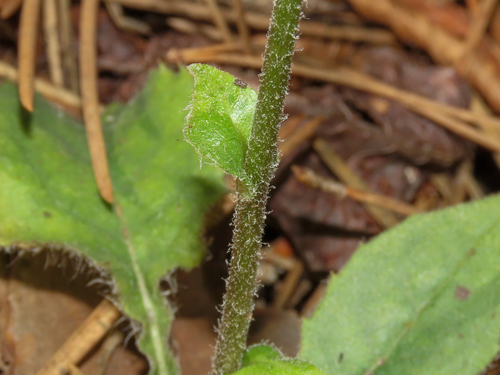 Hieracium racemosum, photograph 3
