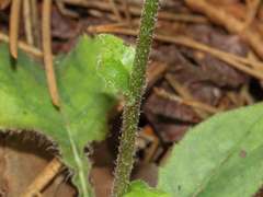 Hieracium racemosum, photograph (c) Emanuele Santarelli, some rights reserved (CC BY-SA)