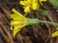 Hieracium racemosum, photograph (c) Emanuele Santarelli, some rights reserved (CC BY-SA)