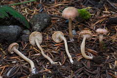 Pseudolaccaria pachyphylla