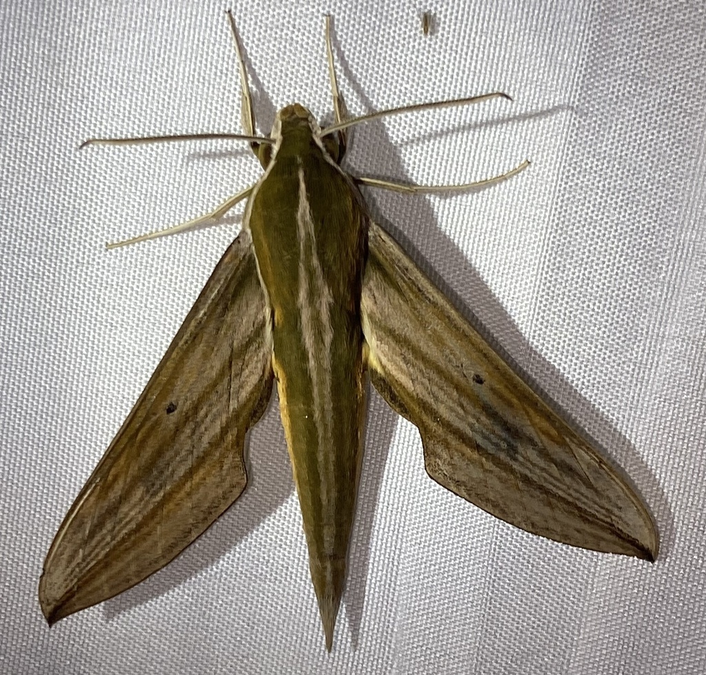 Xylophanes indistincta