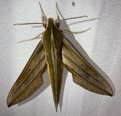 Xylophanes indistincta