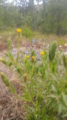 Heterotheca oregona