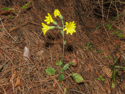 Hieracium racemosum, photograph 5