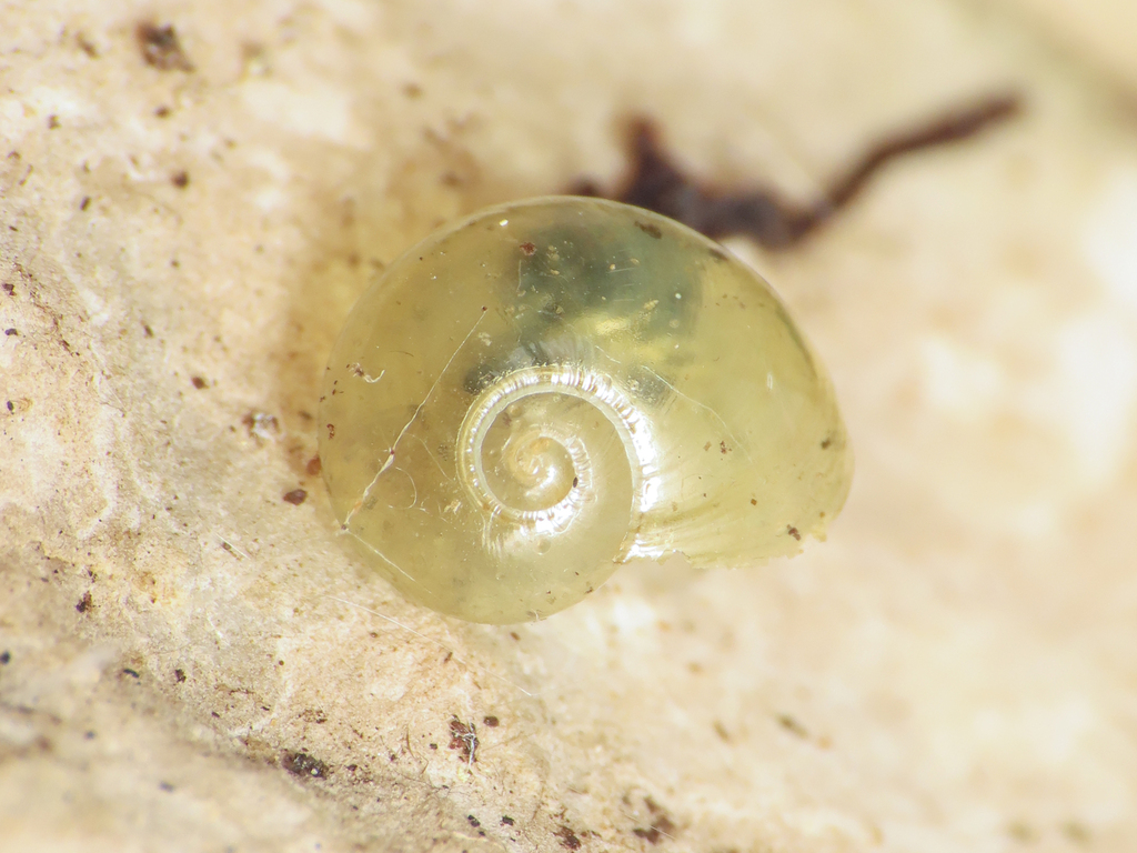 Semilimacella bonellii