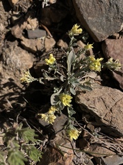 Physaria kingii kingii