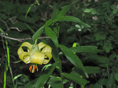 Lilium szovitsianum