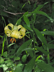 Lilium szovitsianum