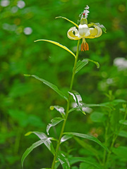 Lilium szovitsianum
