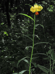 Lilium szovitsianum